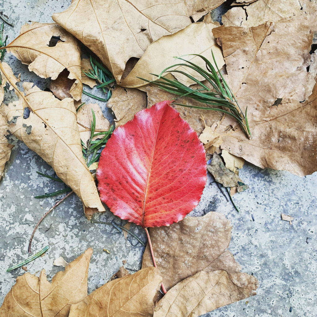 one red fall season leaf with green shrubs and brown leaves broken on the ground